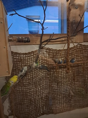 Wellensittich Sittiche Vögel