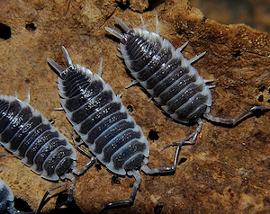porcellio hoffmannseggi   Asseln 