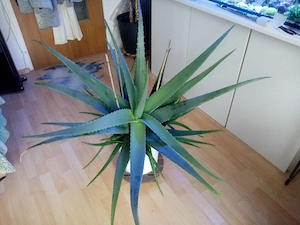 Schöne große Aloe Vera, viele Triebe !!