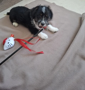 Yorkshire Malteser Mix 