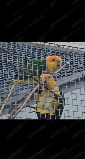 Wunderschönes junges Papageienpaar (2025)   freundlich, gesellig und völlig zahm!