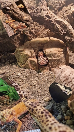 Leopadgeckos abzugeben getrennt oder zusammen 