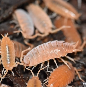 Kubanische Asseln Orange 