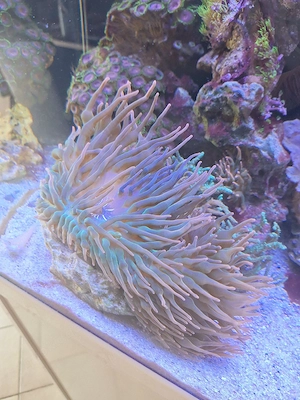 Korallen Seeanemonen auf Stein