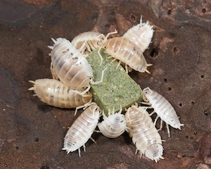 Porcellio laevis  White 