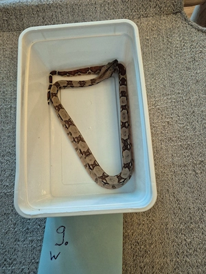 boa constrictor Imperator 