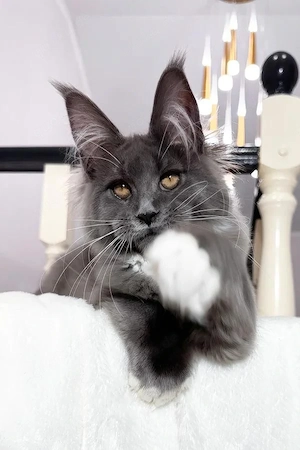 Wunderschöner, 5 Monate alter Maine-Coon-Kater   bereit für die Familie und superlieb!