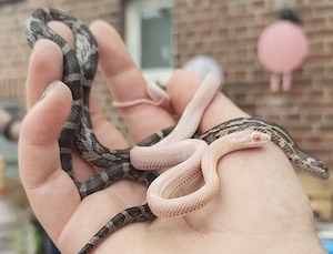 2 Kornattern  Schlangen abzugeben 