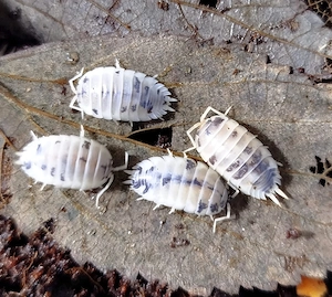 Porcelain laevis dairy cow 