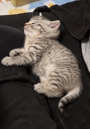 Reinrassige BKH KITTEN 