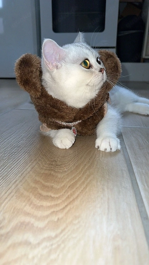 BKH Kitten reinrassig  Bild 4