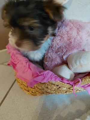 Biro Yorkshire Terrier Mädchen zuVerkaufen