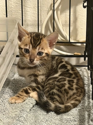 Reinrassige Bengal-Kätzchen zu verkaufen: WhatsApp: 015777944807  