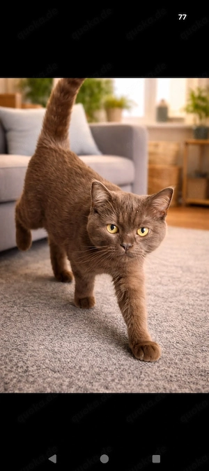 BKH katze in chocolate 