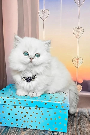 Wunderschönes, 5 Monate altes weißes Kätzchen mit blauen Augen   geimpft, sanftmütig und bereit für 