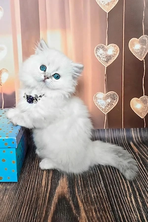 Wunderschönes, 5 Monate altes weißes Kätzchen mit blauen Augen   geimpft, sanftmütig und bereit für 