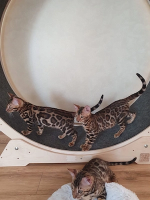 Reinrassige Bengal-Kätzchen zu verkaufen: WhatsApp: 015777944807  