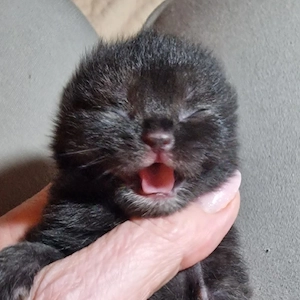 BKH Kitten mit Stammbaum 