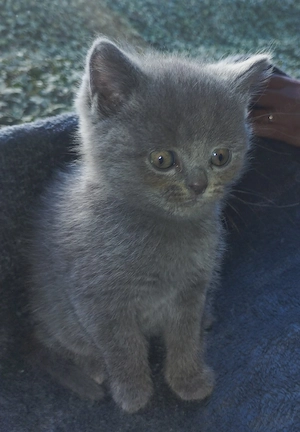 männliches letztens britisch kurzhaar sucht ein neues liebevolles zu Hause