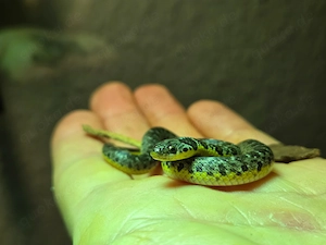 Goldbauchnatter, Erythrolamprus poecilogyrus abzugeben
