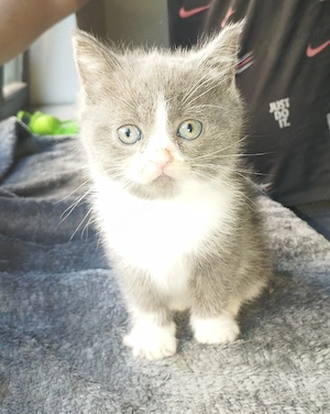 britisch kurzhaar Kitten suchen neues zu Hause