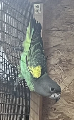 1,0 Goldbugpapagei...