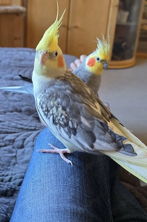 7 Nymphensittiche   Schwarm Bild 2