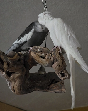 7 Nymphensittiche   Schwarm Bild 3