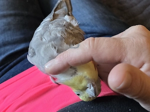 7 Nymphensittiche   Schwarm Bild 1