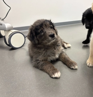 Goldendoodle Welpen suchen wundervolles Zuhause 