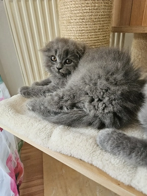 BKH Kitten - letztes Mädchen sucht ihr Zuhause 