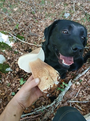 Profi Trüffel-Labrador Elite-Ausbildung auf höchtem Niveau