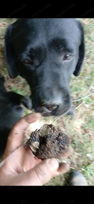Profi Trüffel-Labrador Elite-Ausbildung auf höchtem Niveau