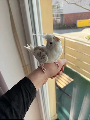 Sehr zahme Nymphensittich Henne (Whiteface Pearl)   Handzahm