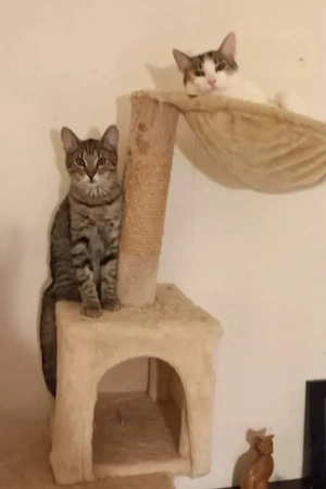 Banshee BanBan & Muffin Prinzessin Rosanase & verspielter Tiger suchen spannende Familie