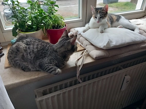 Prinzessin Rosanase & verspielter Tiger suchen spannende Familie Bild 2