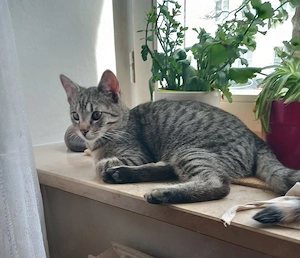 Prinzessin Rosanase & verspielter Tiger suchen spannende Familie Bild 3