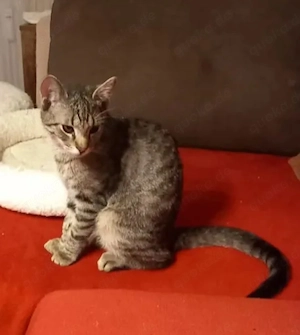 Prinzessin Rosanase & verspielter Tiger suchen spannende Familie Bild 10