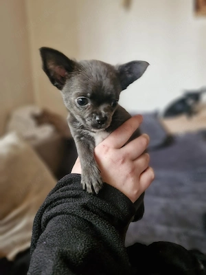 Reinrassige Chihuahua Welpen 1 Männchen 1 Weibchen 