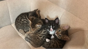 Bengal EKH Mix Kitten