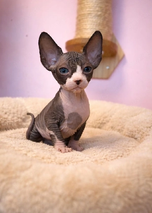 Liebevoll aufgezogene Sphynx-Kitten suchen ein neues Zuhause