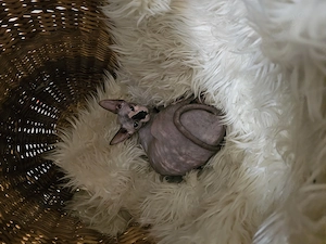 Sphynx Kater kitten 15wochen Jung