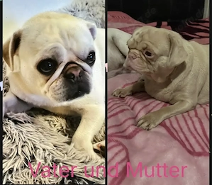 Wunderschöne schwarze(platinum) Altdeutsche Möpse sind jetzt beide reserviert  Bild 10