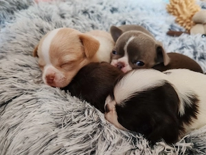 *Chihuahua Welpen mit Ahnentafel Körzucht*