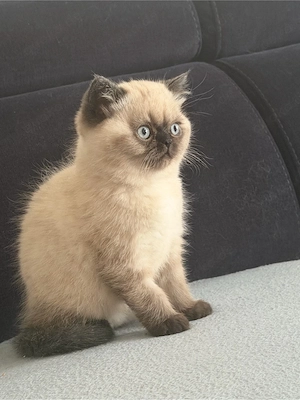 Zwei männliche und ein weibliches Kätzchen, zwei Monate alt