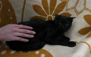 Unser schwarzer Panther