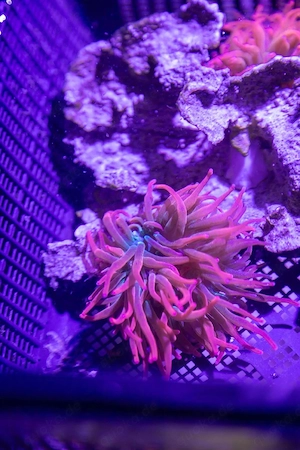 Kupferanemonen Entacmaea quadricolor sunburst