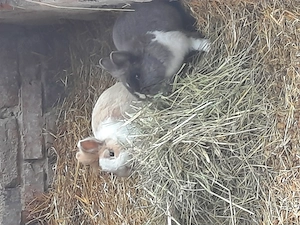 5 Hasen zu verkaufen