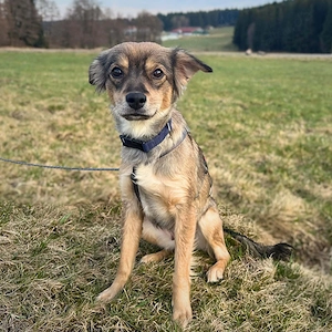 Niabi - ist verschmust 