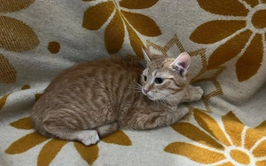 Hübscher Wow sucht seine Familie